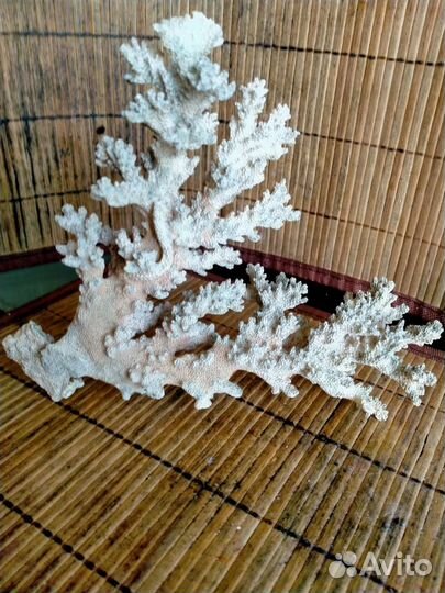 Коралловая ветка