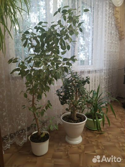 Цветы: Фикус Бенджамина