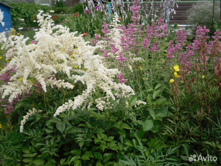 Астильба белая и розовая