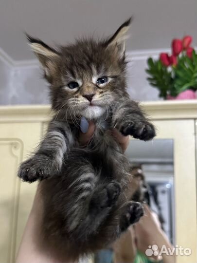 Котята Мейн Кун