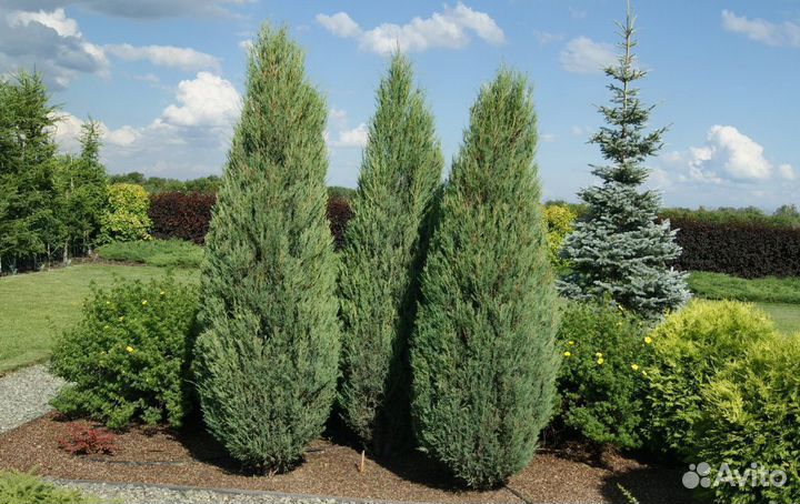 Можжевельник Блю Эрроу с шишкоягодами без переплат