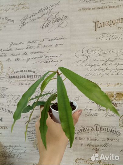 Фикус формозана