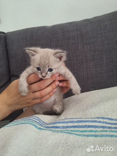 Кошка в дар бесплатно