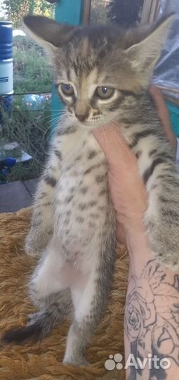 Котята отдам бесплатно