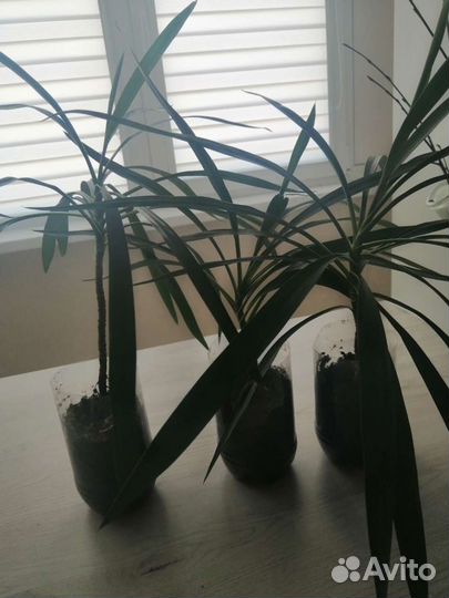 Растение драцена