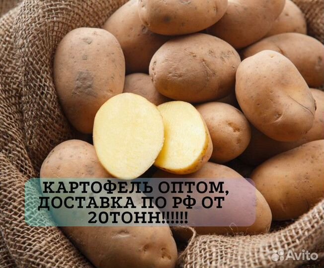 Картофель белый опт с доставкой от 20Т