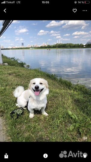 Клюха ищет жениха, Вязка японский шпиц