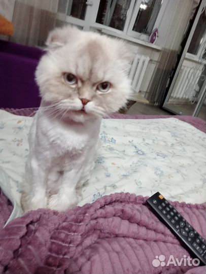 Шотландский вислоухий кот