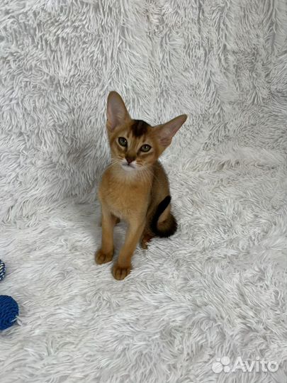 Абиссинский котик