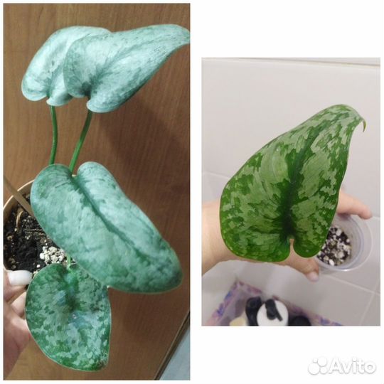 Сциндапсусы, эпипремнумы