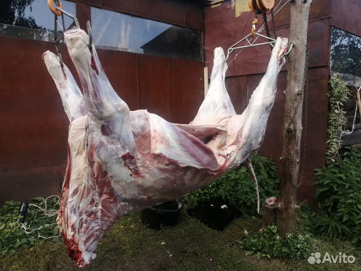 Мясо говядина,телок