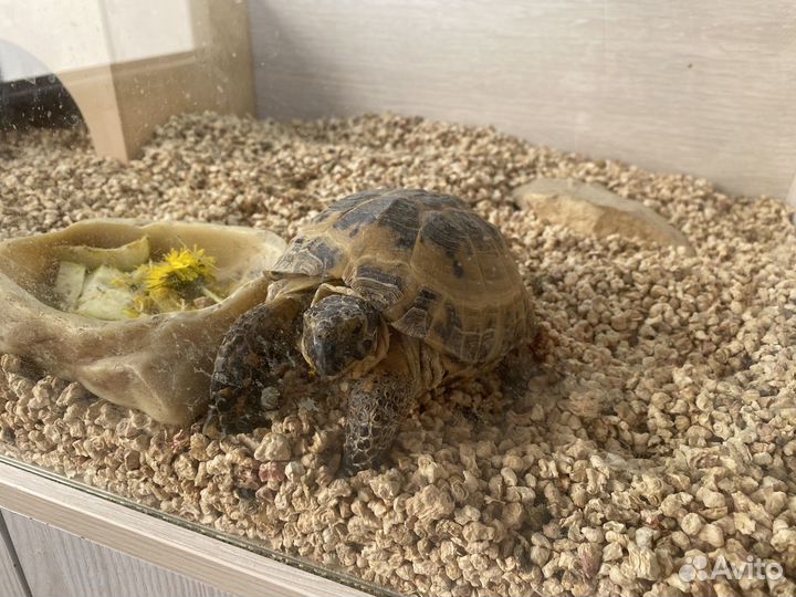 Черепаха с террариумом