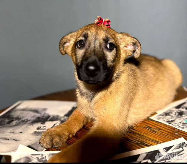 Щенок в добрые руки бесплатно