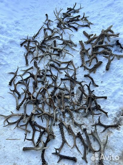 Рога косули