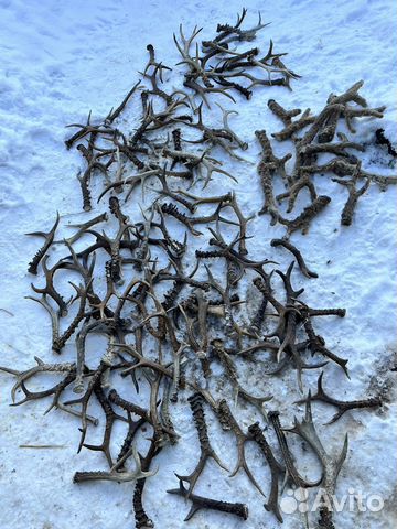 Рога косули