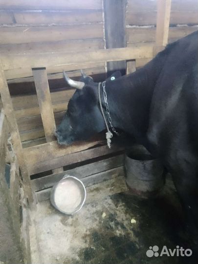Коровы дойные молочные