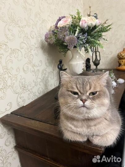 Британский котик