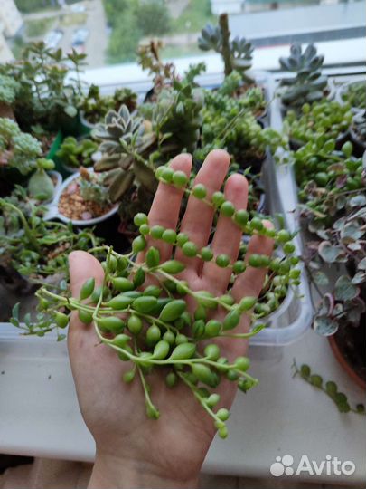 Суккулент / суккуленты разные