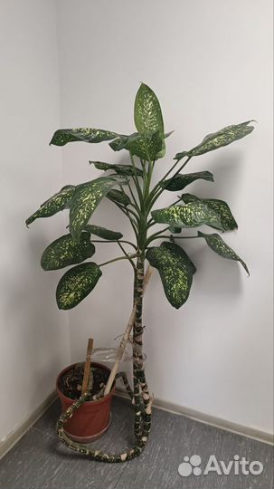 Диффенбахия