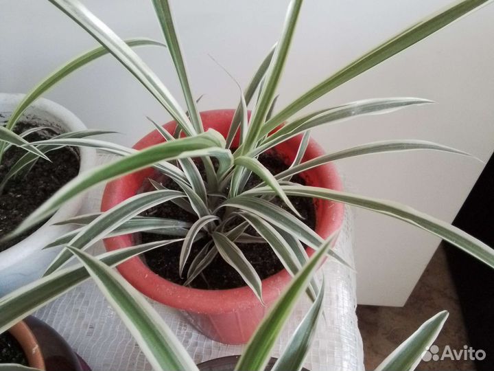 Хлорофитум полосатый в горшках