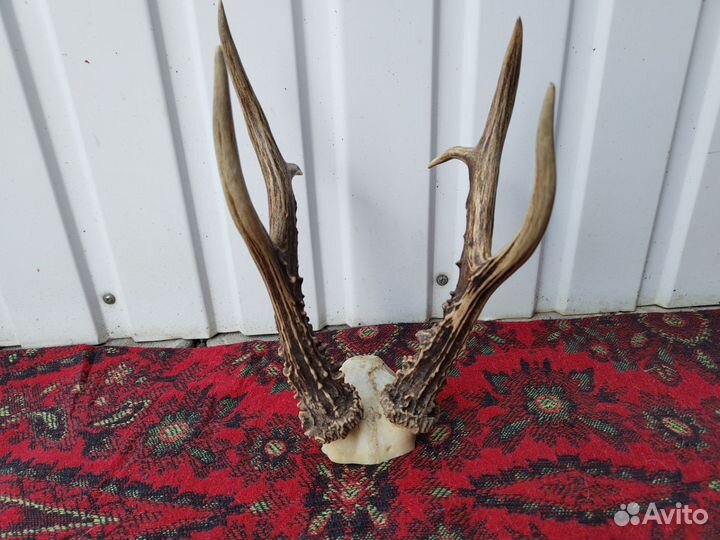 Рога оленя, косули