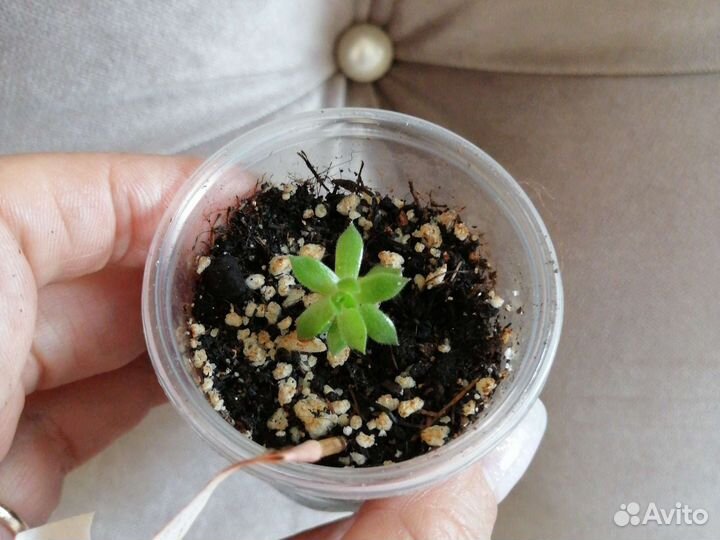 Эхеверия сукулент