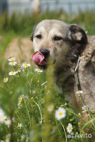 Собака в добрые руки
