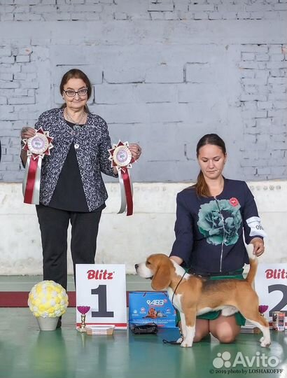 Кобель Бигль для вязки