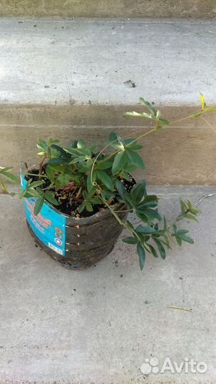 Пасифлора уличная