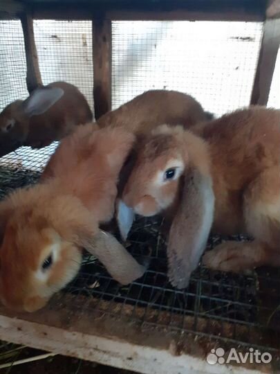 Кролики породы французский баран