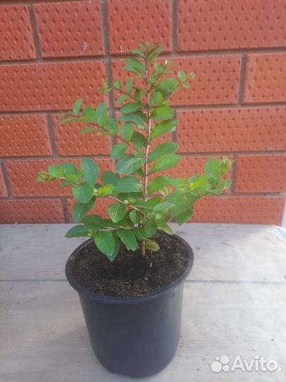 Лагерстремия