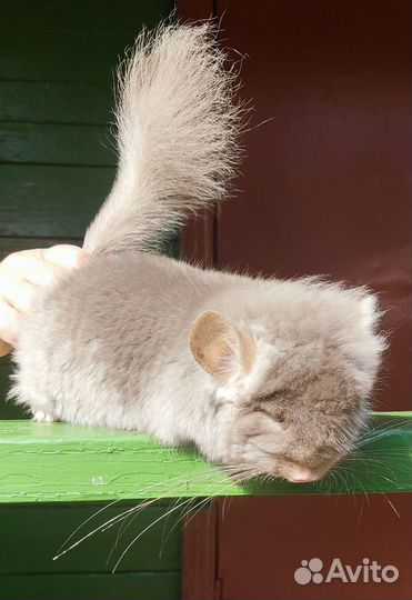 Шиншилла