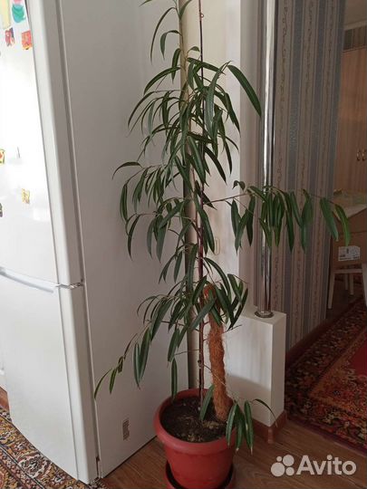 Фикус узколистный