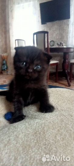 Котёнок мальчик