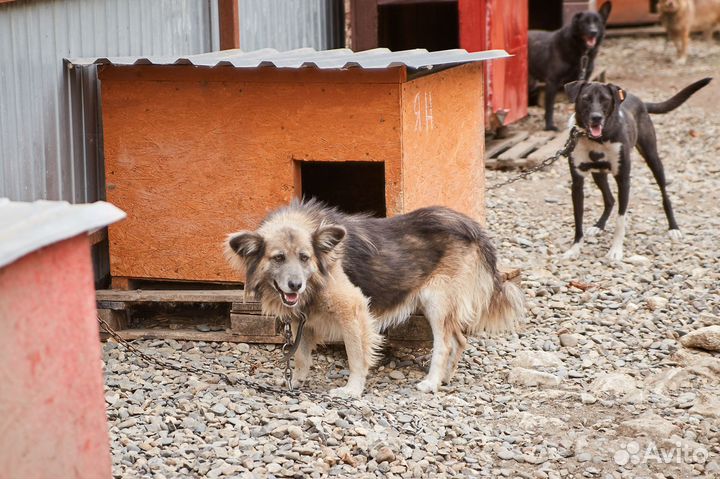 В очень выдержанные руки злой пёс Ян