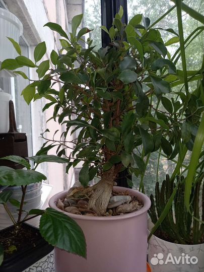 Фикус Микрокарпа (Ficus Microcarpa)