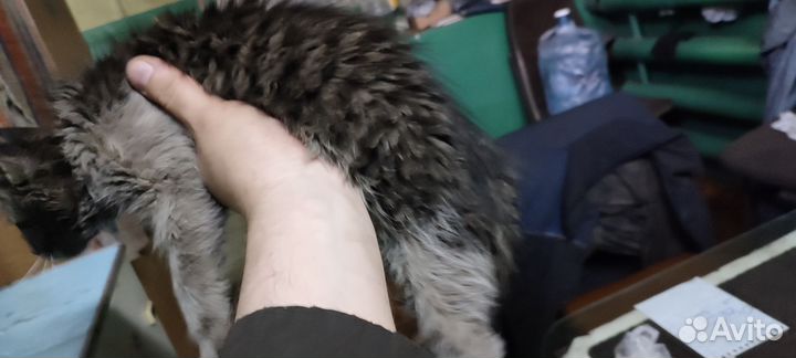 Кошка 4 месяца. Хорошая, игривая.уши острые