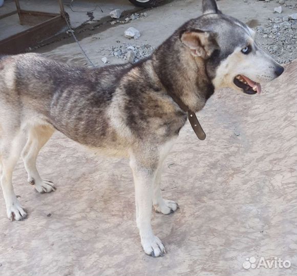 Сибирский хаски