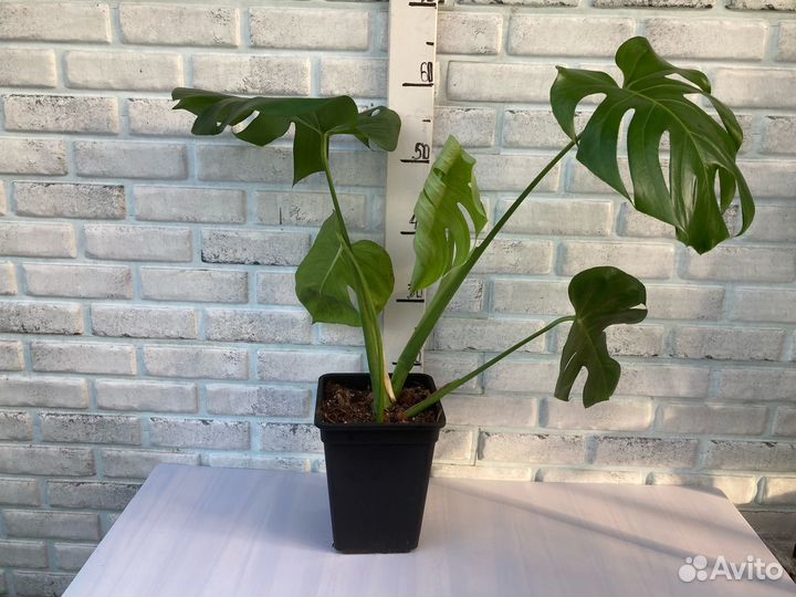 Монстера сортовая из питомника растений