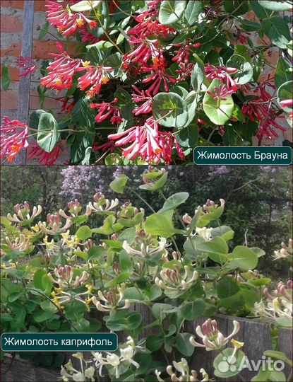 Лианы и Декоративные кустарники