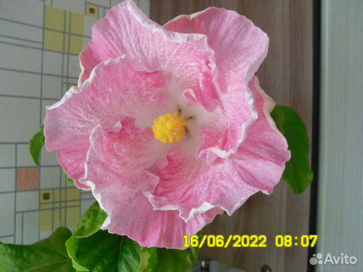 Флоридские гибискусы