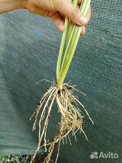 Хоста страйк