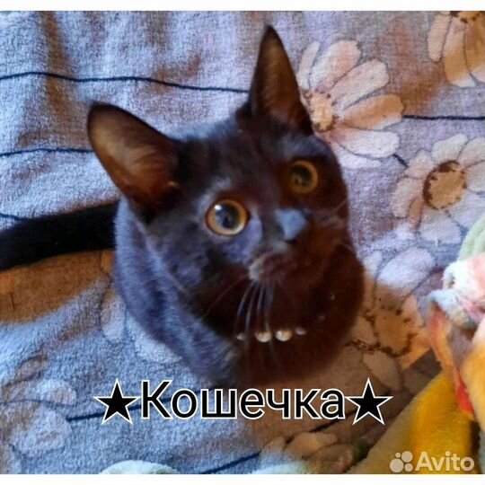 Котенок в добрые руки