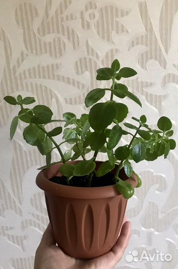 Толстянка и другие