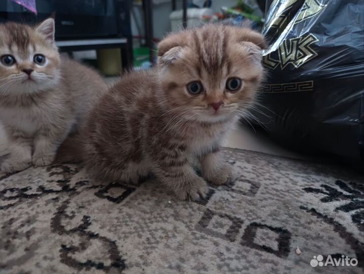 Шотландский коь