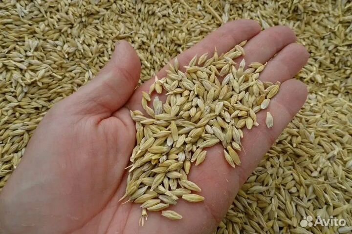 Ячмень с доставкой