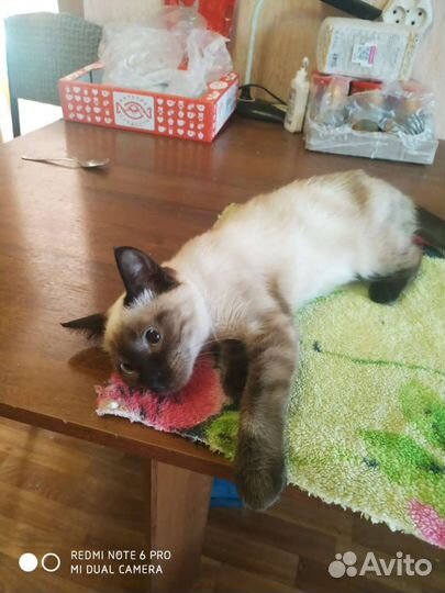 Кошка в дар бесплатно