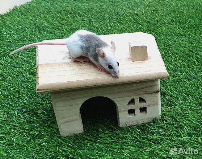 Мастомис натальсккая мышь