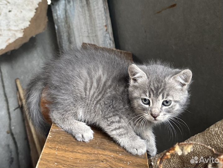 Котик в добрые руки