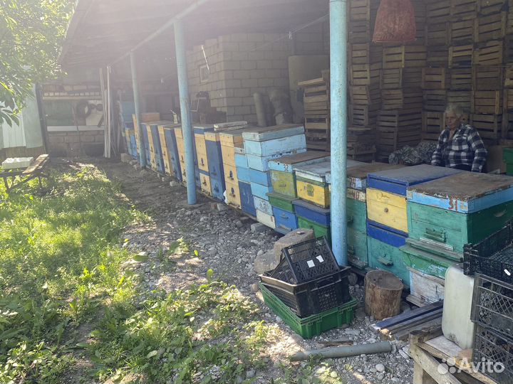 Пчелы с ульями